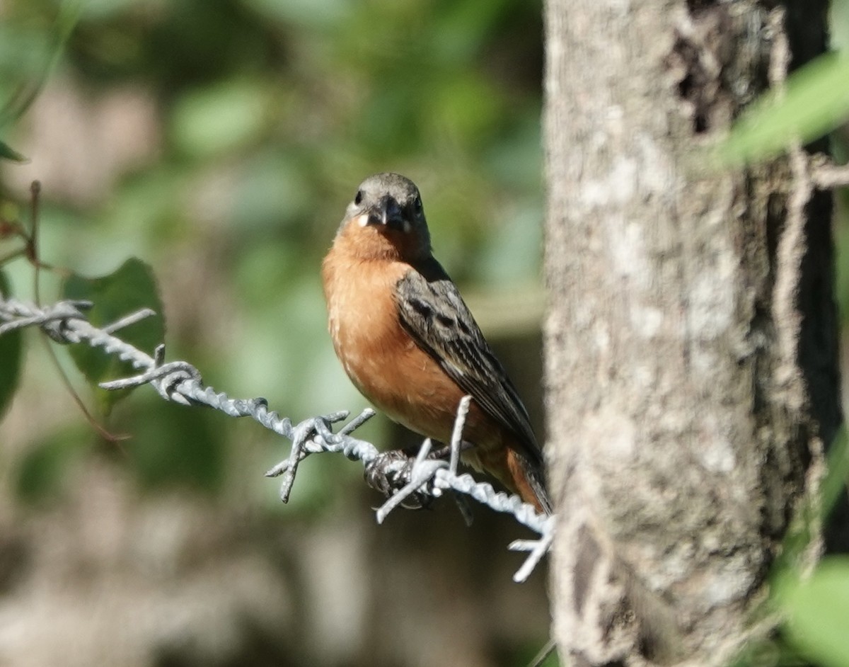 Ruddy-breasted Seedeater - ML620309229