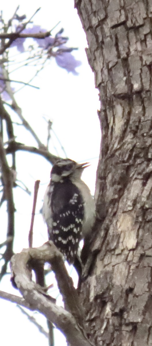 Downy Woodpecker - ML620309241