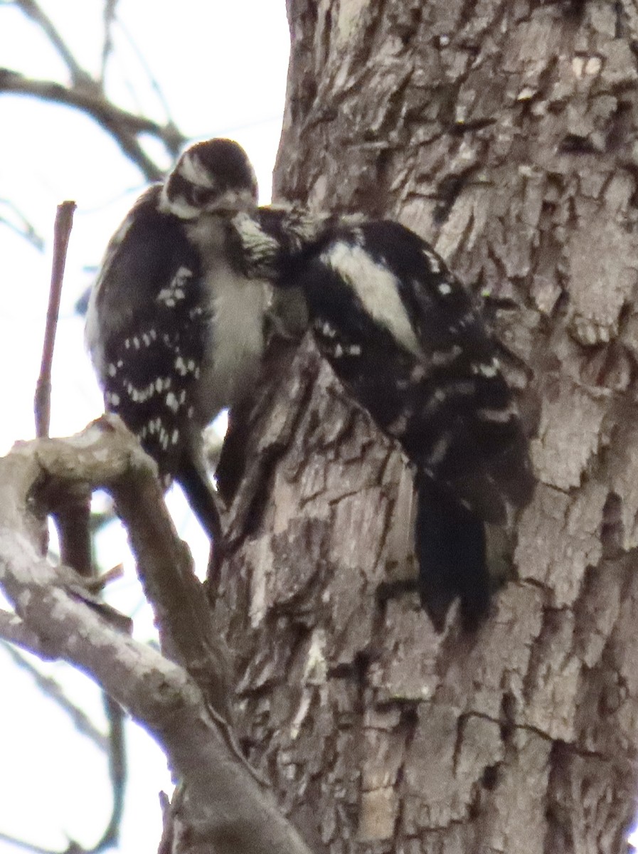 Downy Woodpecker - ML620309242