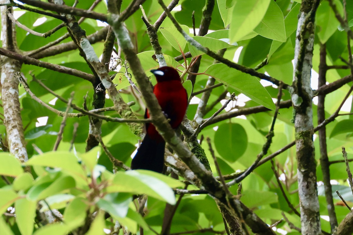 Crimson-backed Tanager - ML620309245