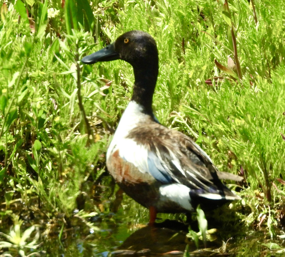 Northern Shoveler - ML620309254