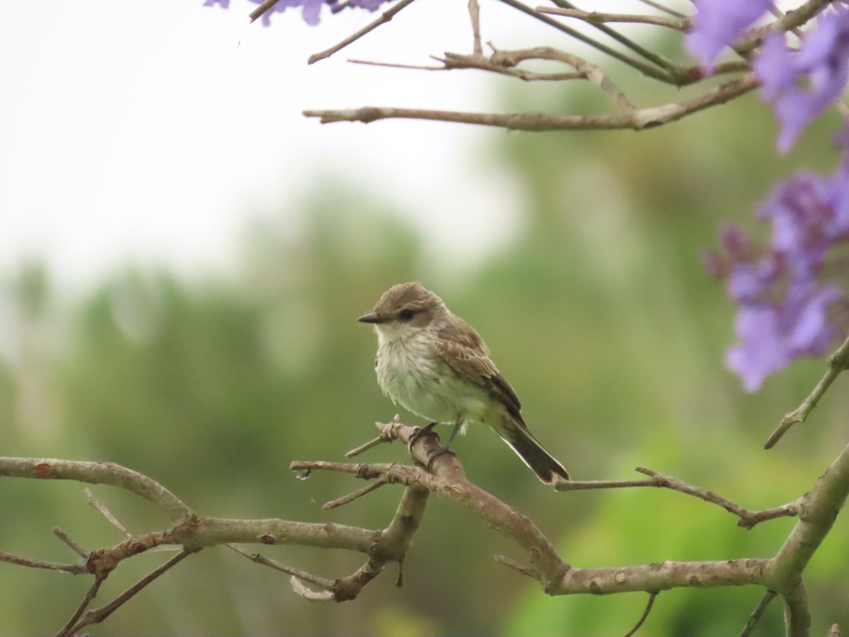 Vermilion Flycatcher - ML620309263