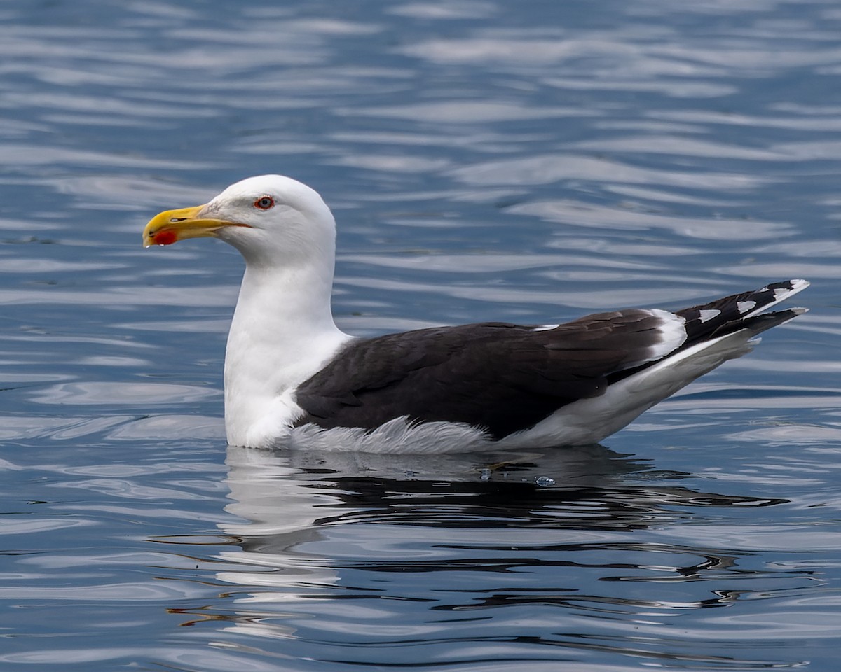 Great Black-backed Gull - ML620309270