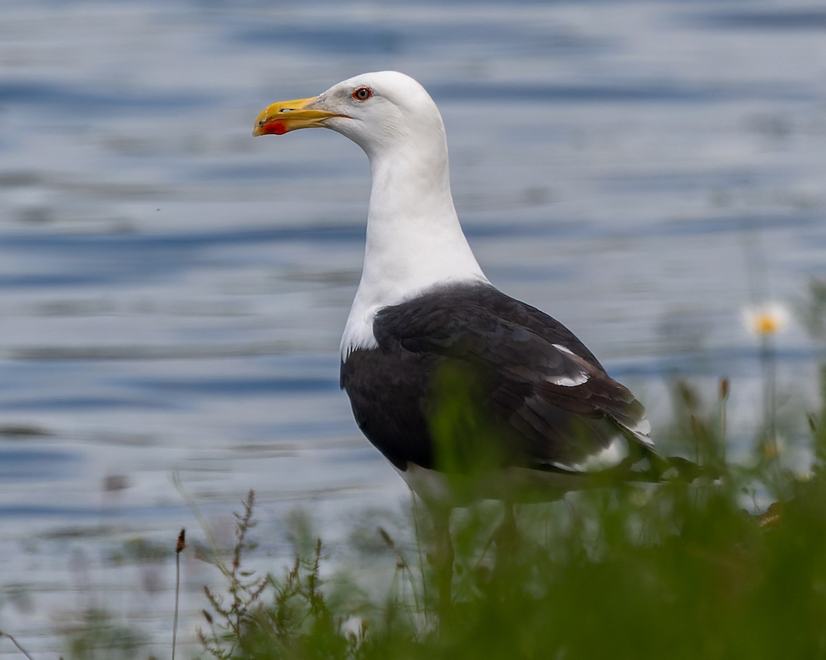 Great Black-backed Gull - ML620309273