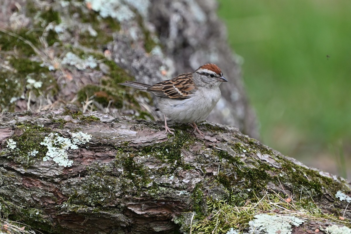 Chipping Sparrow - ML620309283