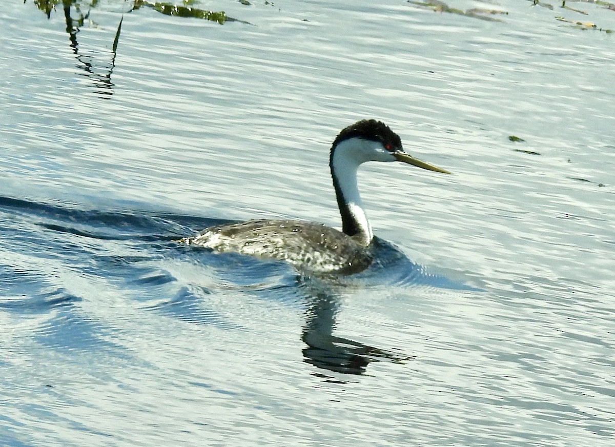 Western Grebe - ML620309284