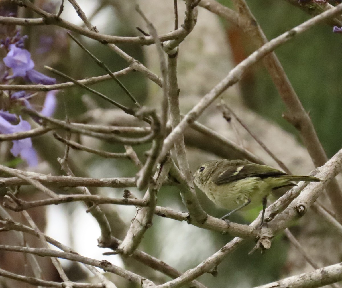 Hutton's Vireo - ML620309290