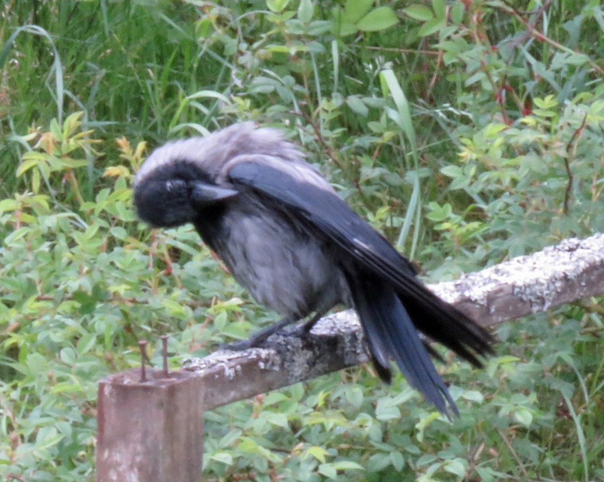 Hooded Crow (Hooded) - ML620309296