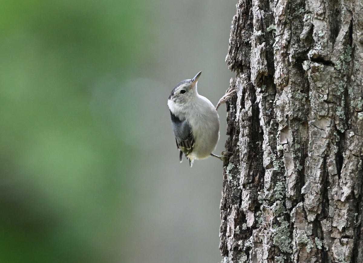 White-breasted Nuthatch - ML620309297