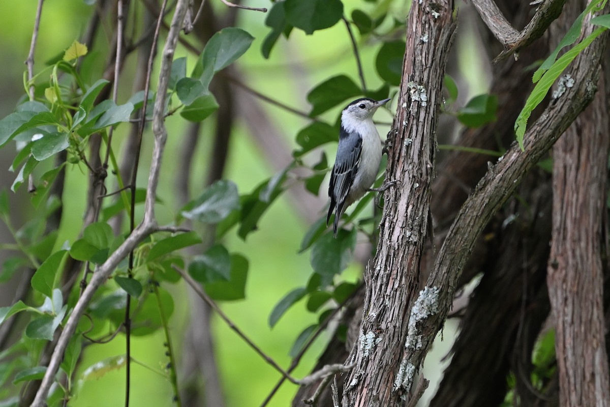 White-breasted Nuthatch - ML620309298