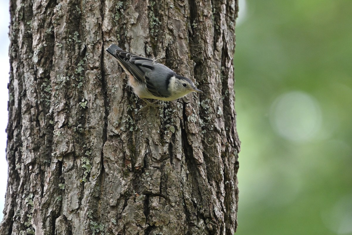 White-breasted Nuthatch - ML620309299