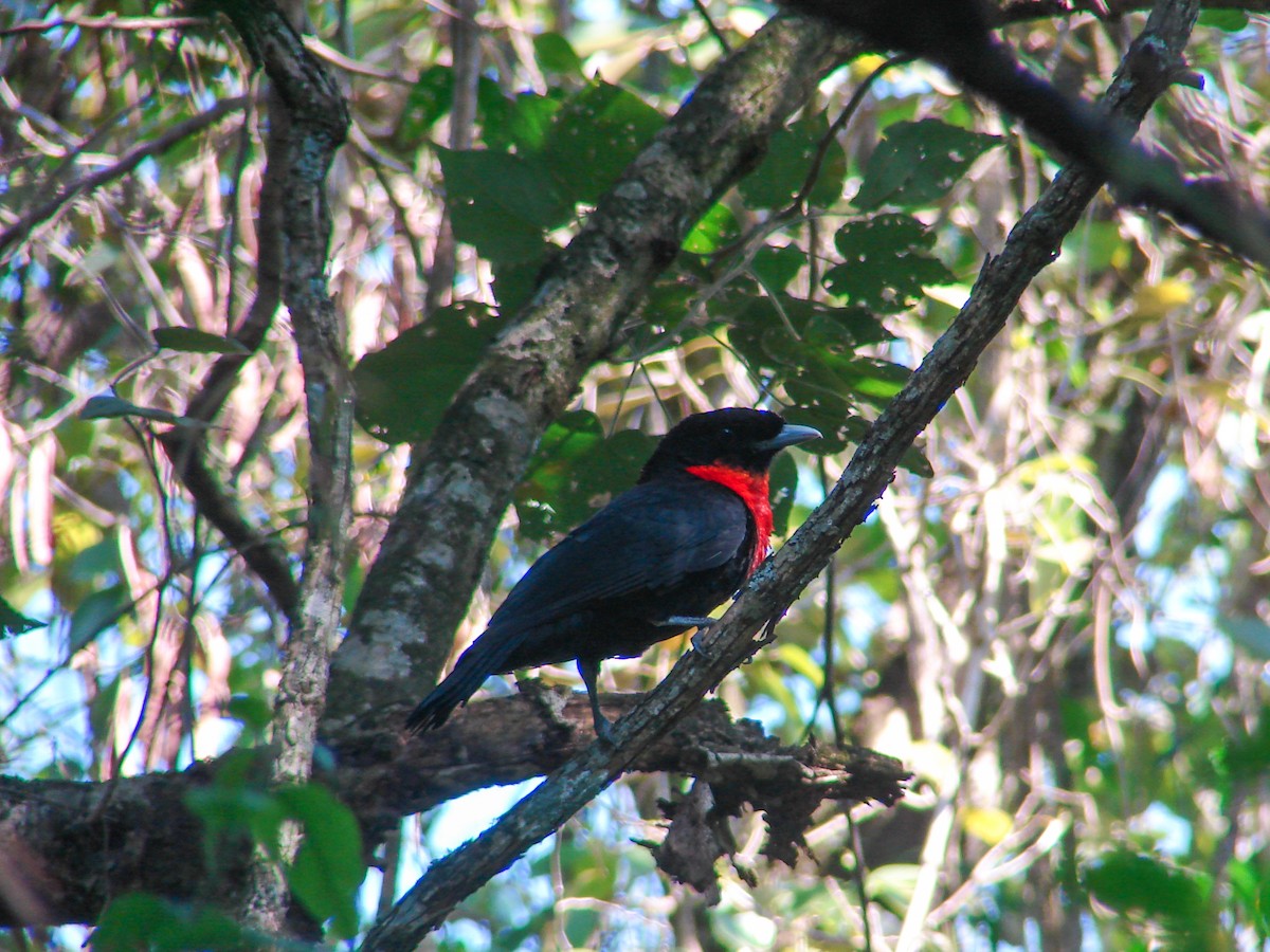 Red-ruffed Fruitcrow - ML620309300