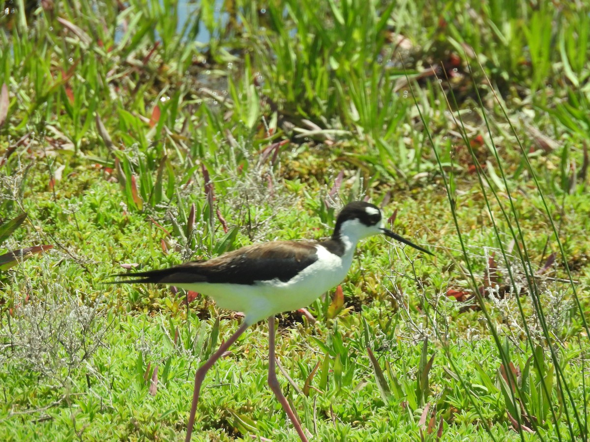 Cigüeñuela Cuellinegra - ML620309305