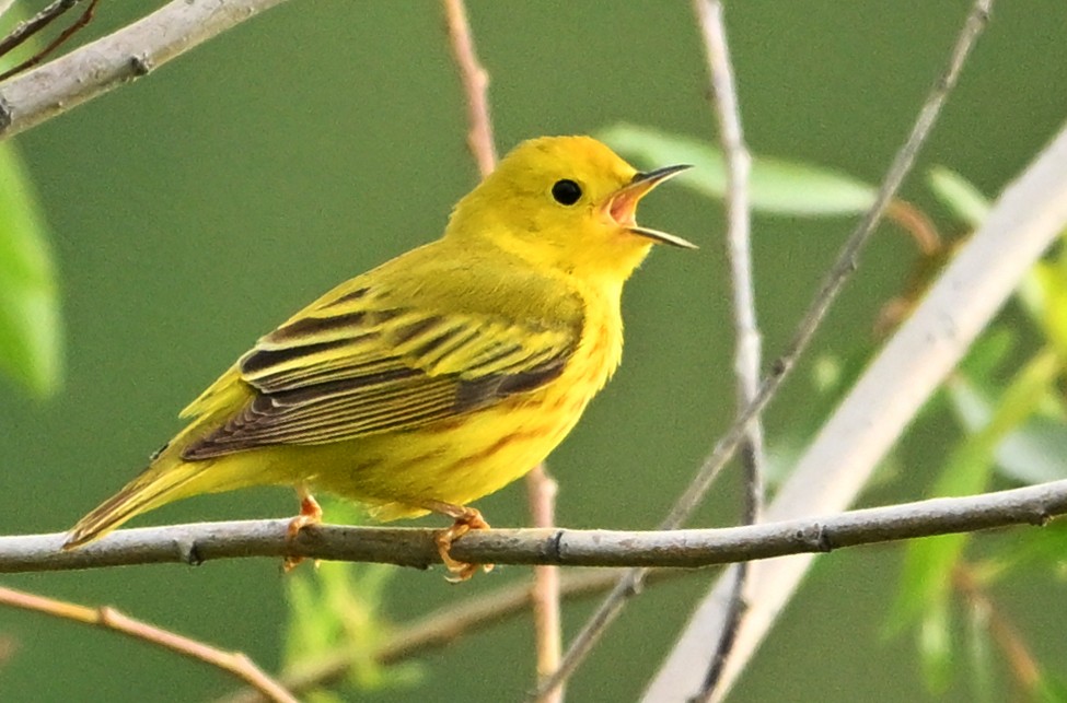 Yellow Warbler - ML620309307