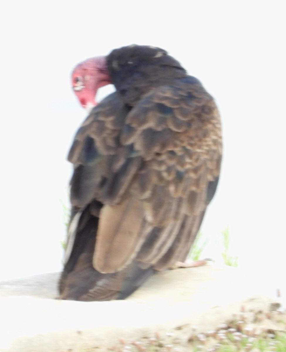 Turkey Vulture - ML620309308