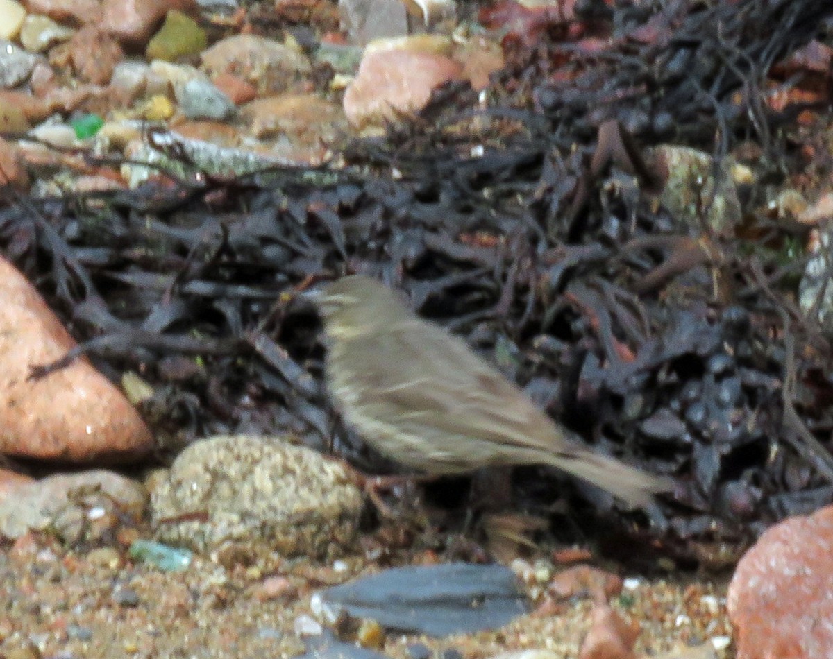 Rock Pipit (Western) - ML620309310