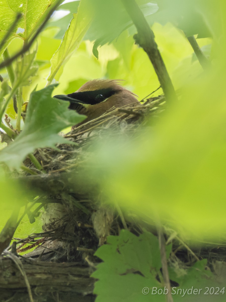 Cedar Waxwing - ML620309312