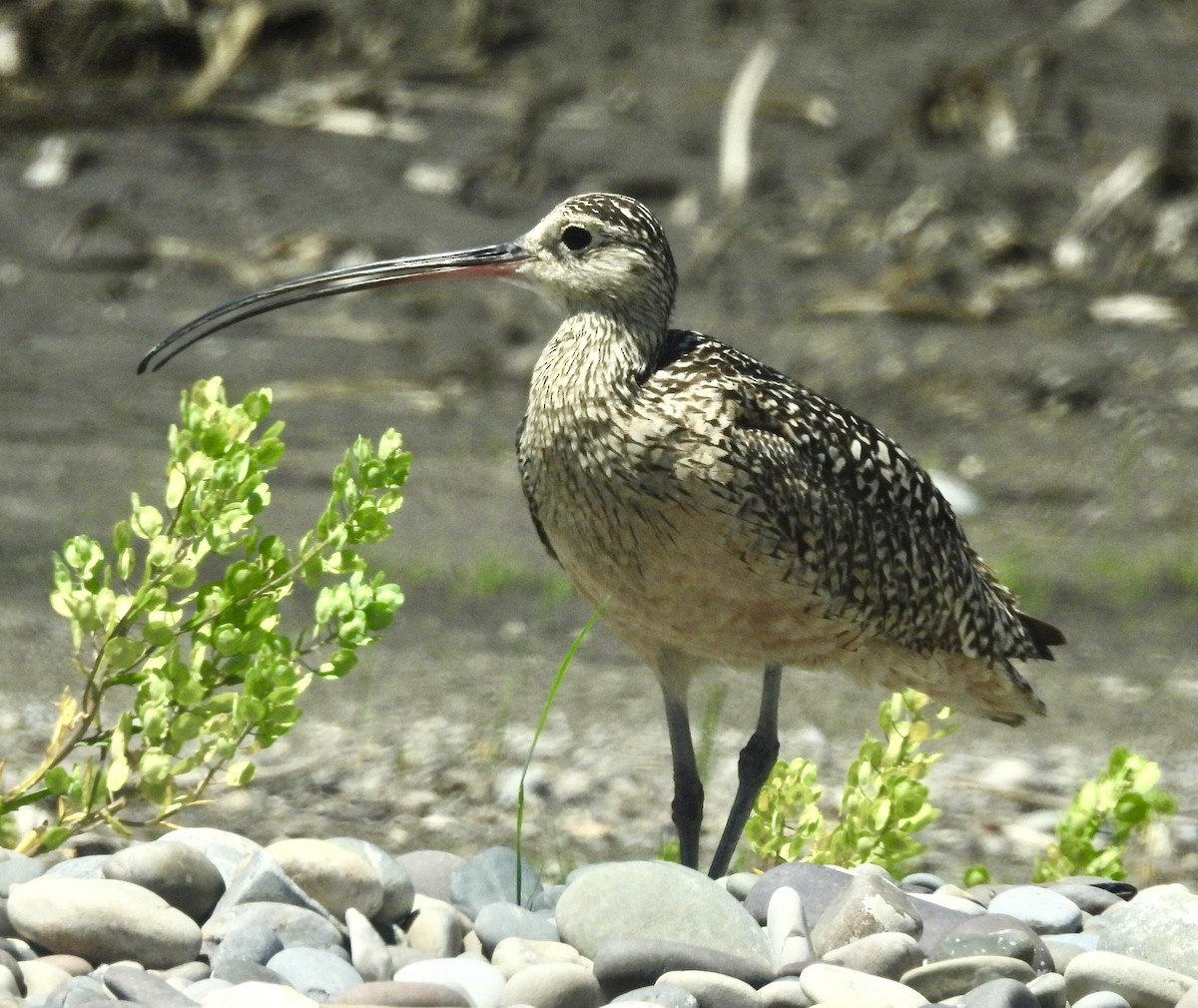 Long-billed Curlew - ML620309314