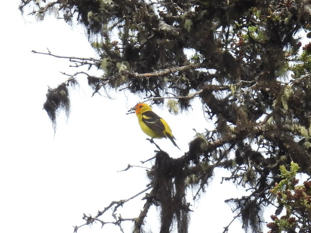 Western Tanager - ML620309316
