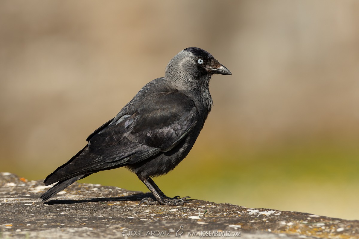 Eurasian Jackdaw - ML620309319