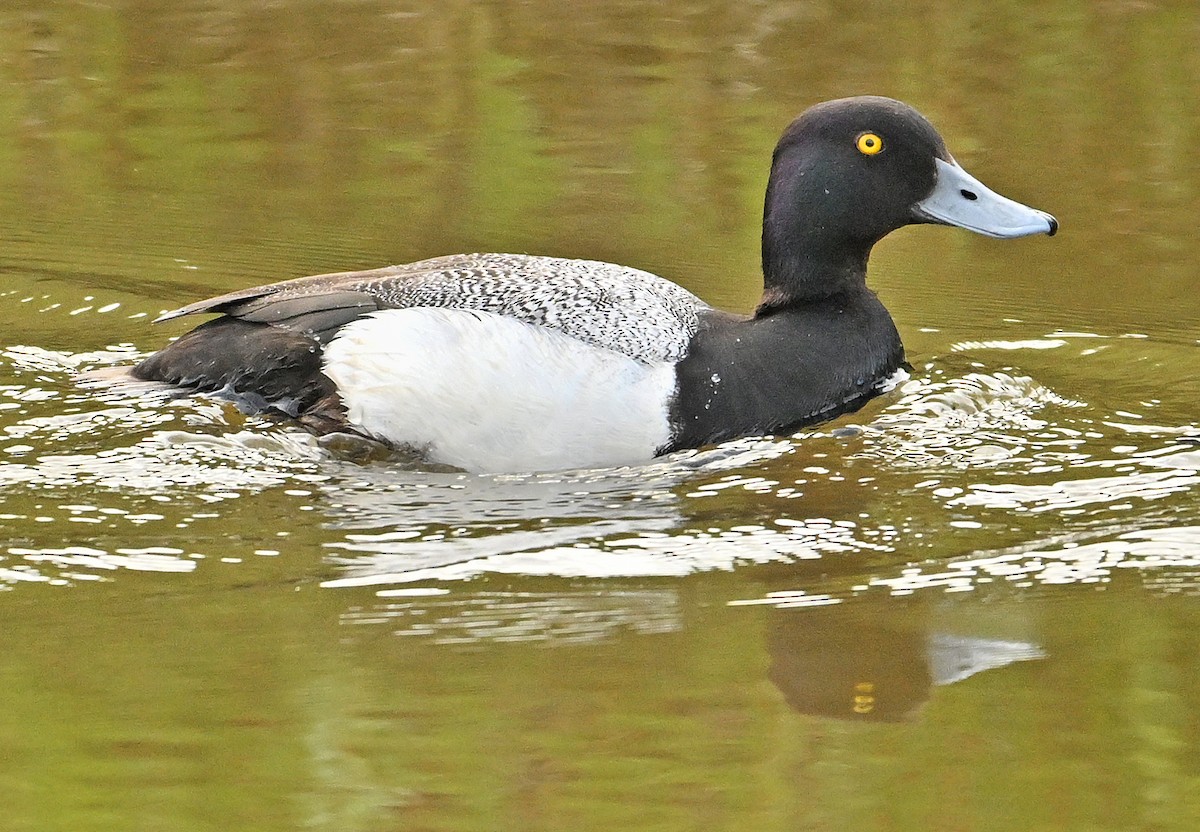 Lesser Scaup - ML620309320