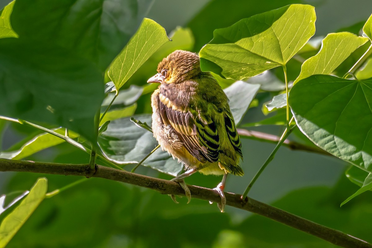 Baltimore Oriole - ML620309322