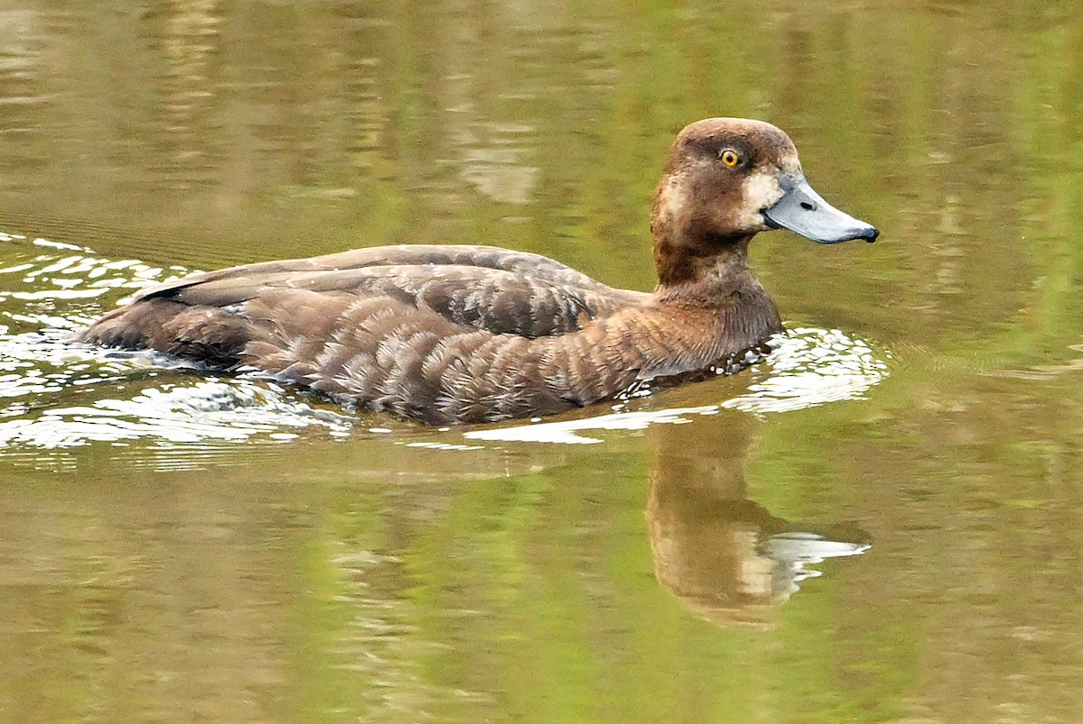 Lesser Scaup - ML620309323