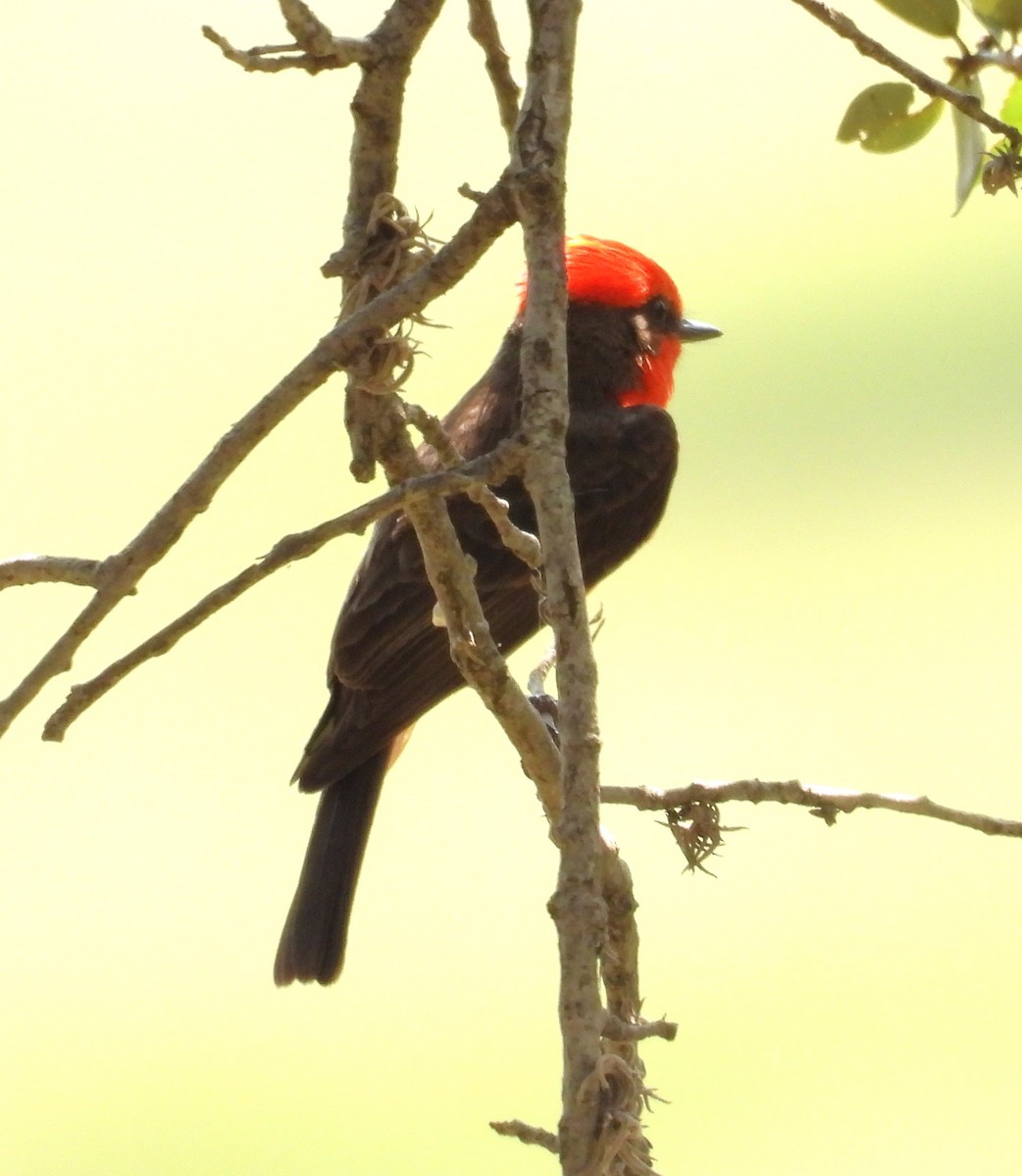 Vermilion Flycatcher - ML620309324