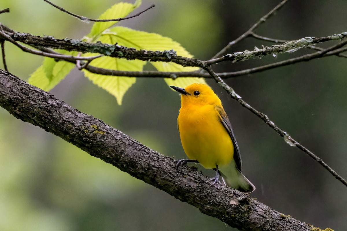 Prothonotary Warbler - ML620309326