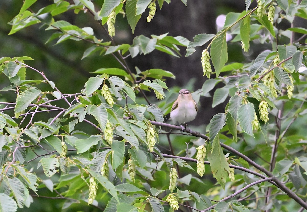 Red-eyed Vireo - Donald Casavecchia