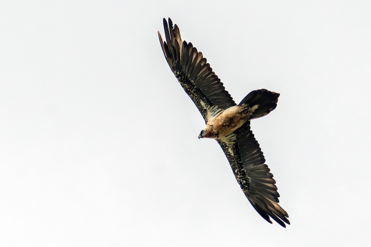 Bearded Vulture - ML620309334