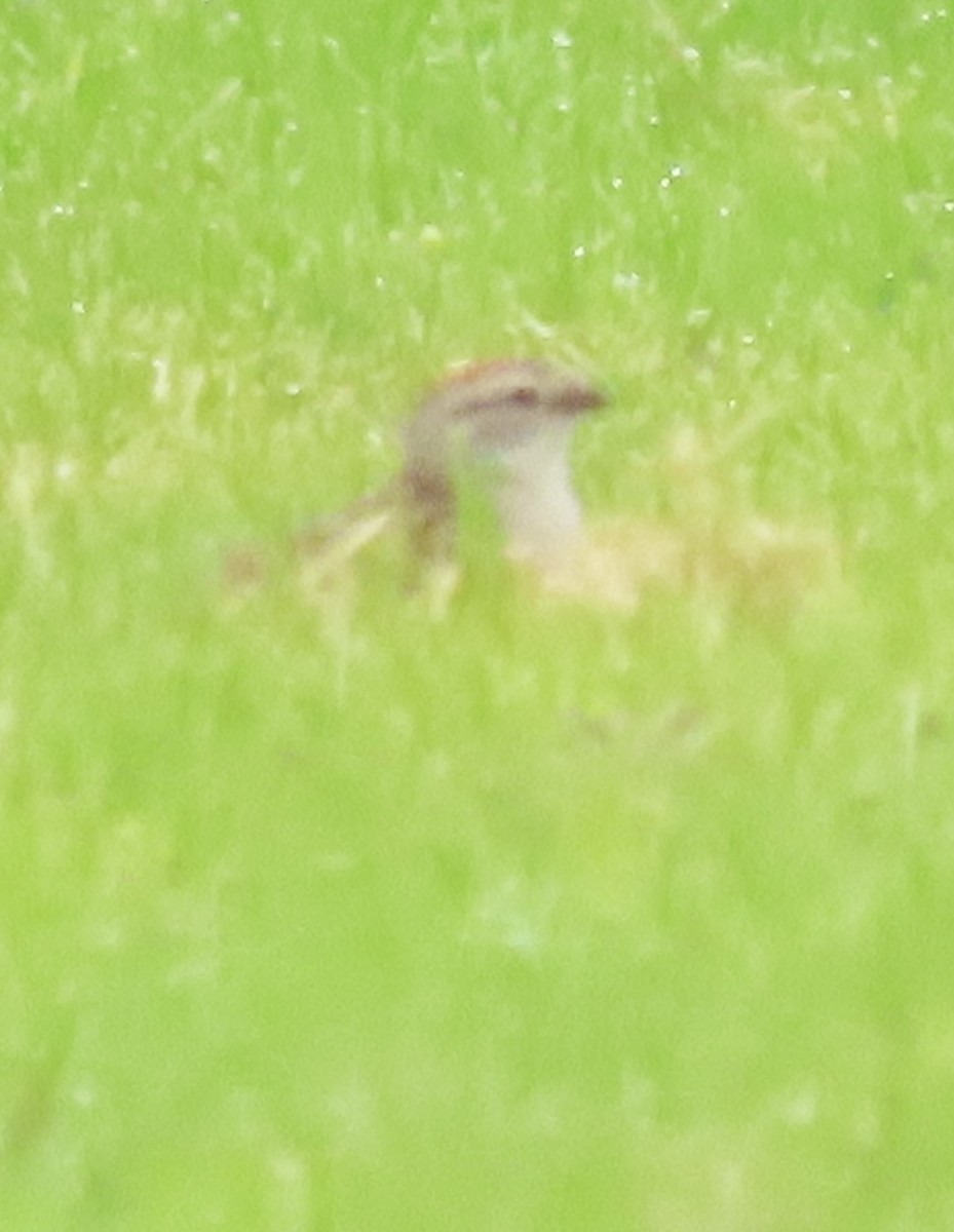 Chipping Sparrow - ML620309338