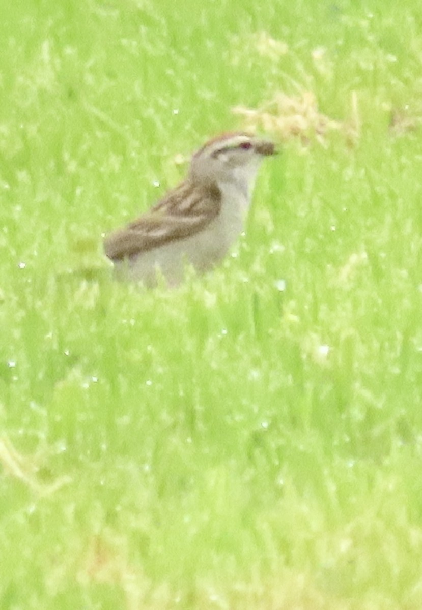 Chipping Sparrow - ML620309340