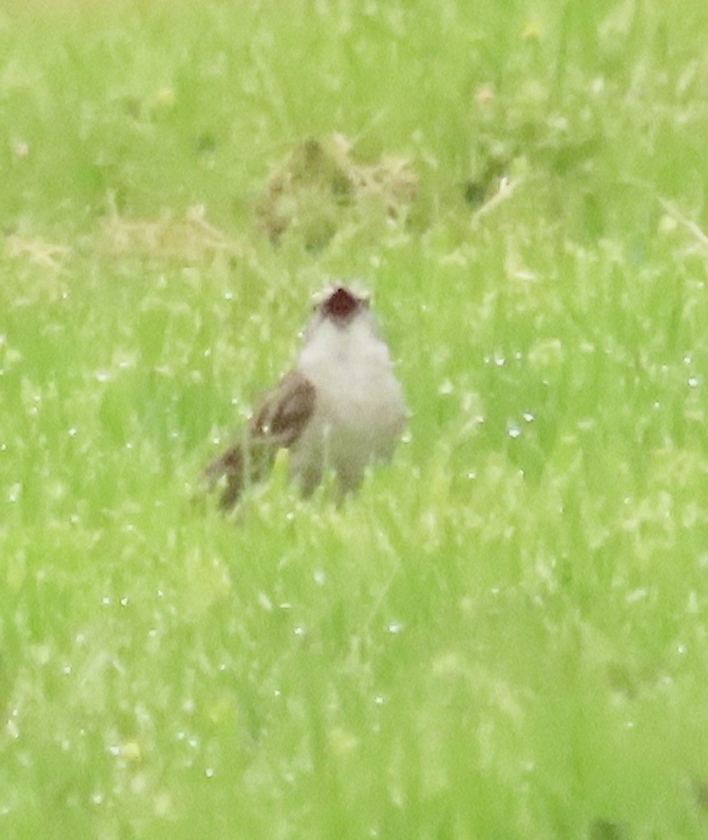 Chipping Sparrow - ML620309341