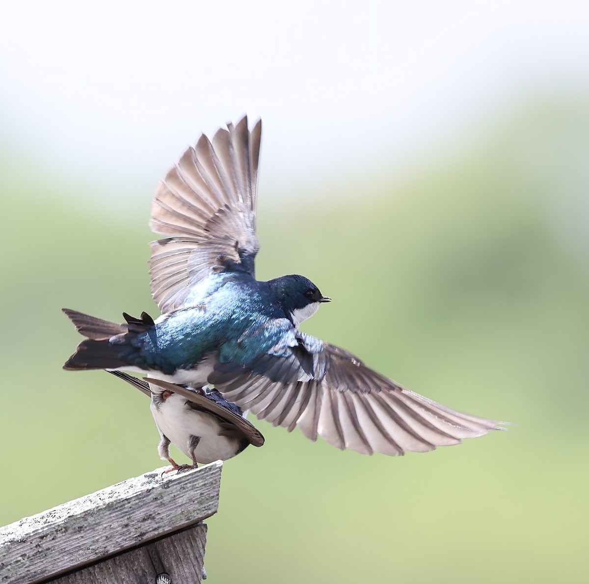 Golondrina Bicolor - ML620309344