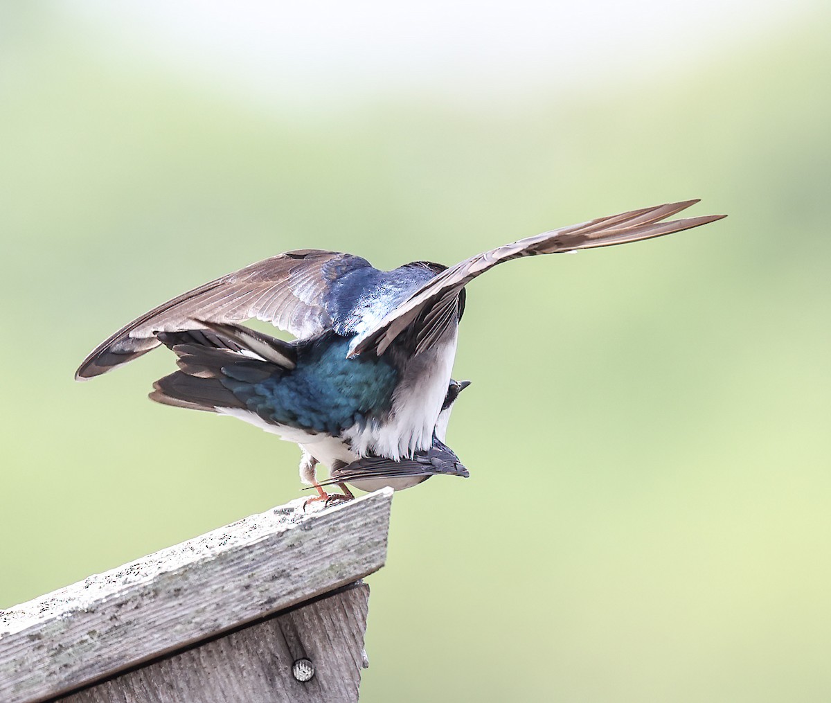 Tree Swallow - ML620309345