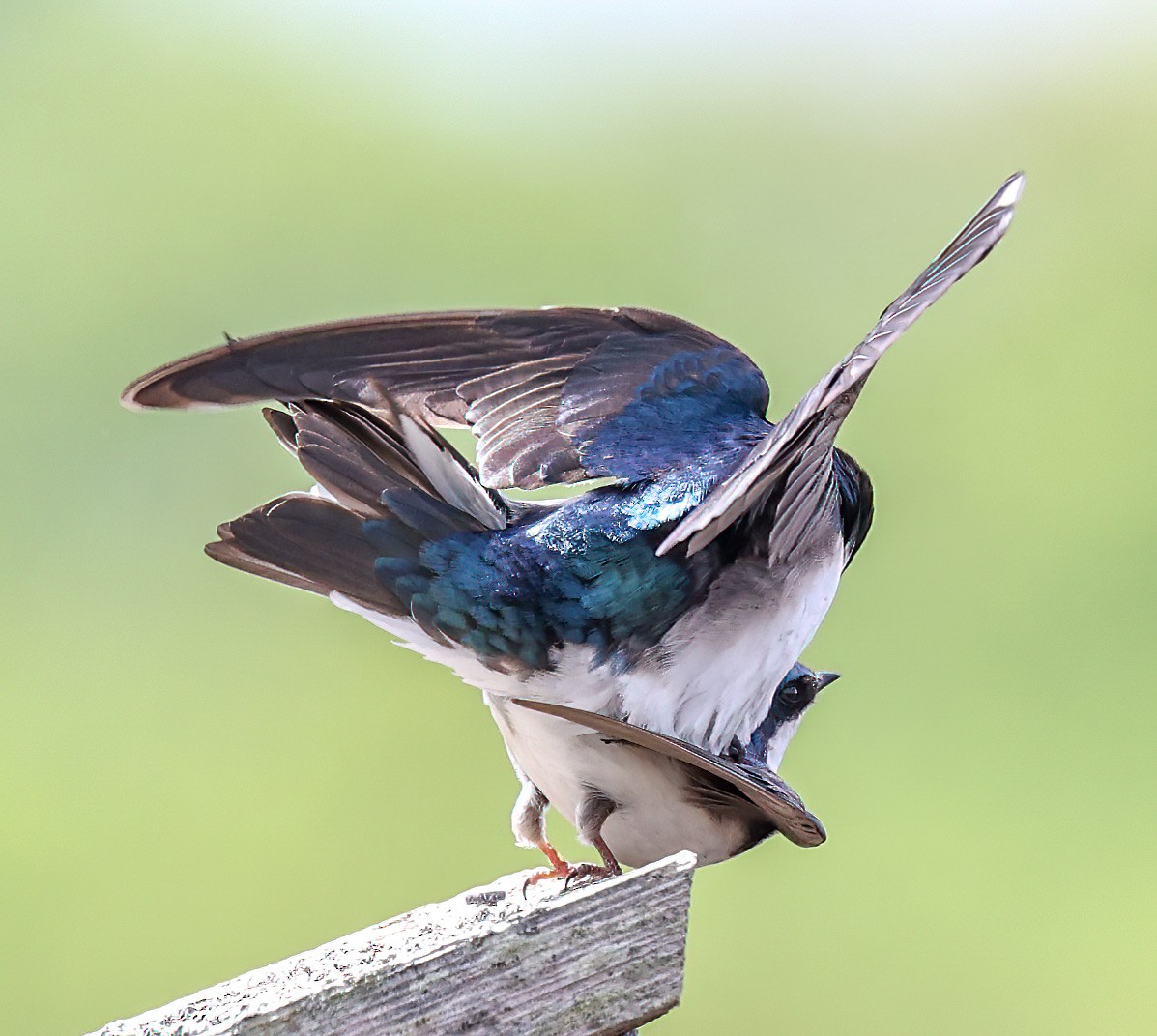 Tree Swallow - ML620309346