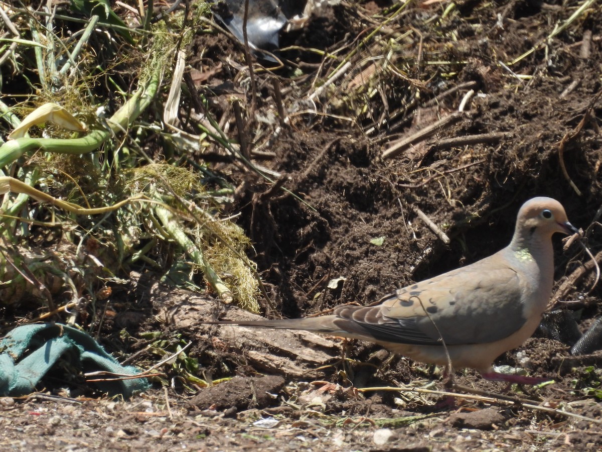 Mourning Dove - ML620309353