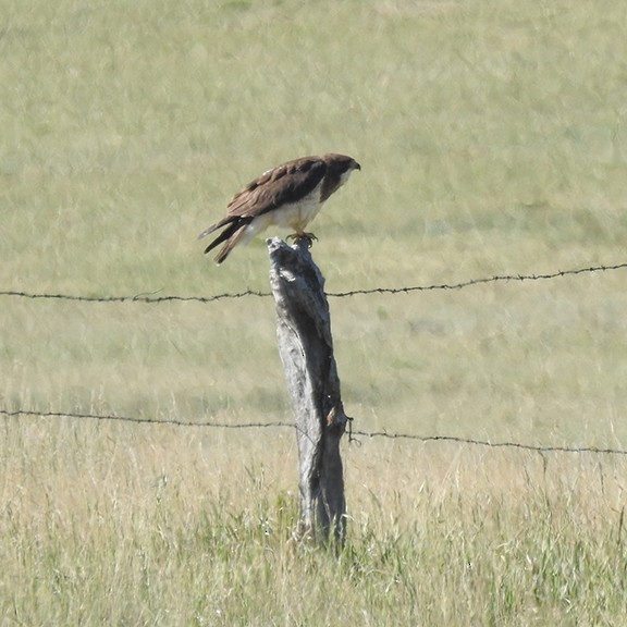 Swainson's Hawk - ML620309356