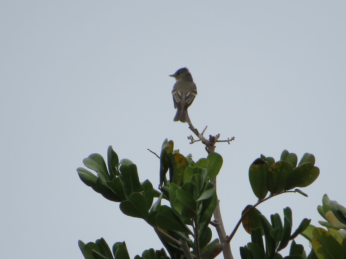 Eastern Wood-Pewee - ML620309357