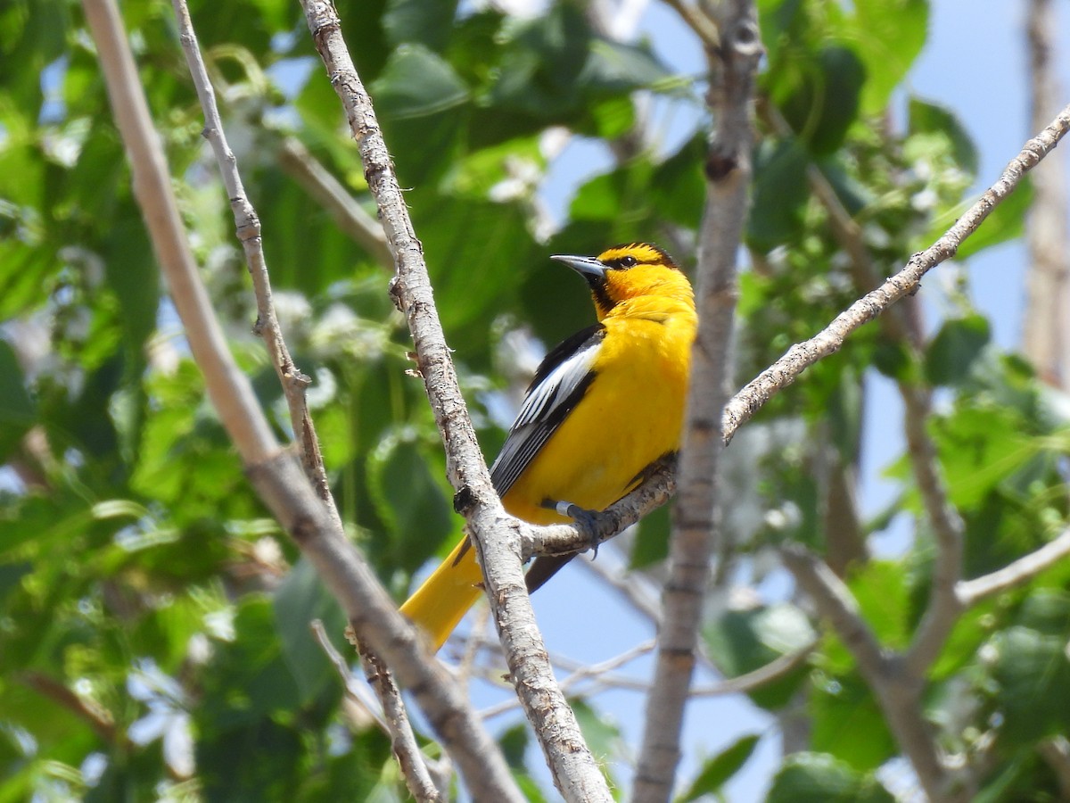 Bullock's Oriole - ML620309362