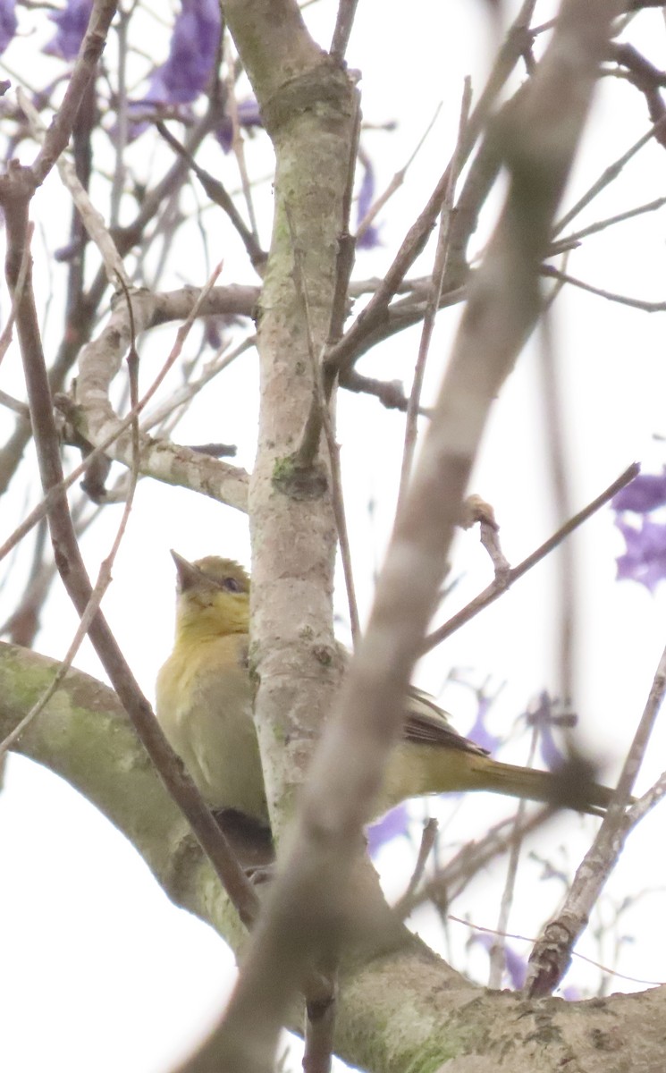 Bullock's Oriole - ML620309365