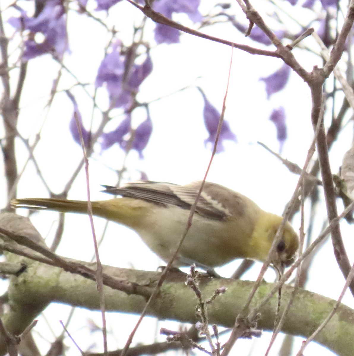 Bullock's Oriole - ML620309366