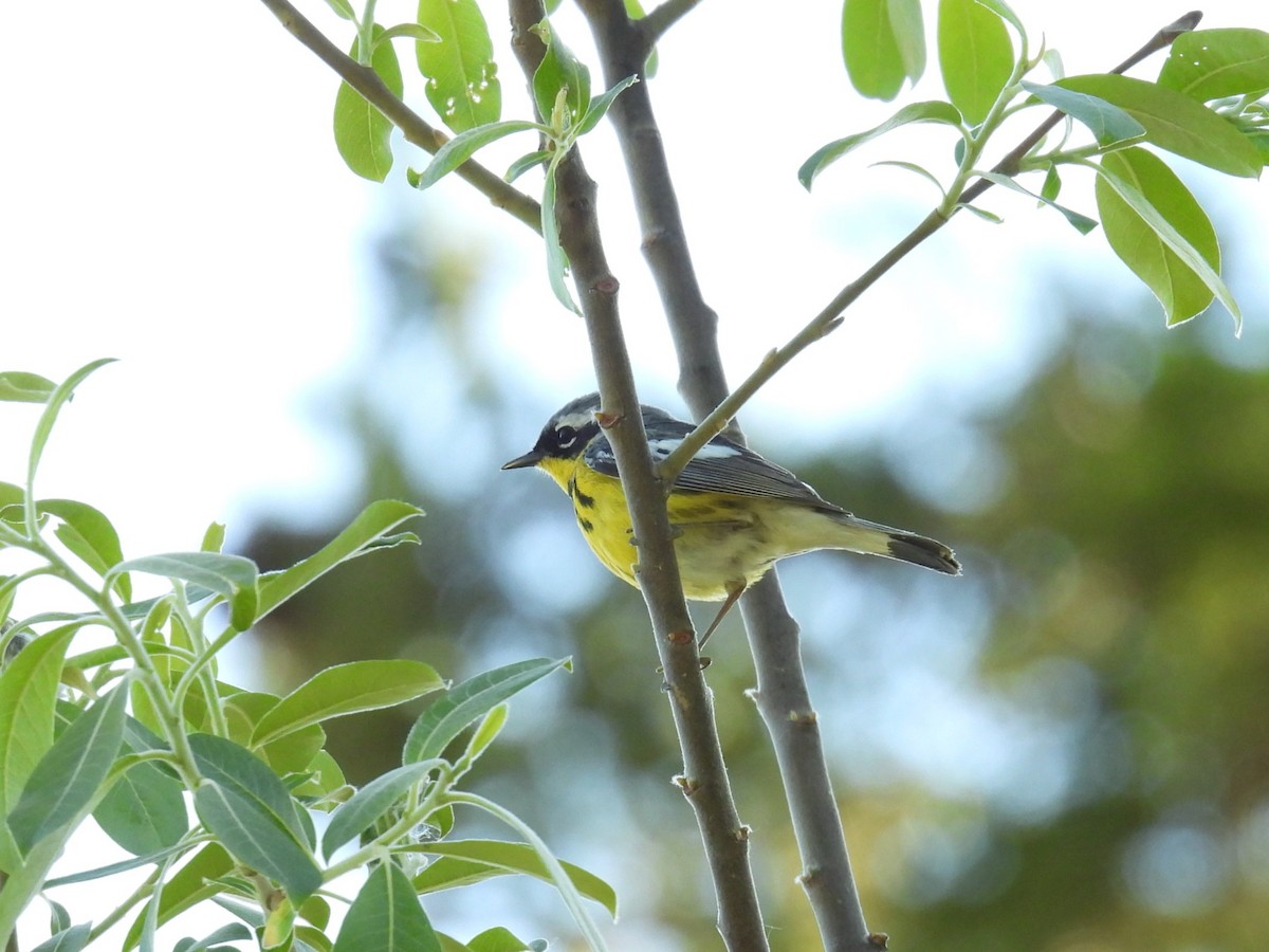Magnolia Warbler - ML620309371