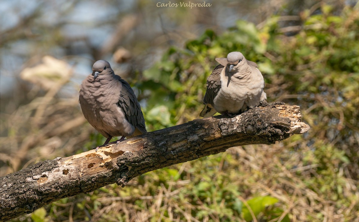 Eared Dove - ML620309372