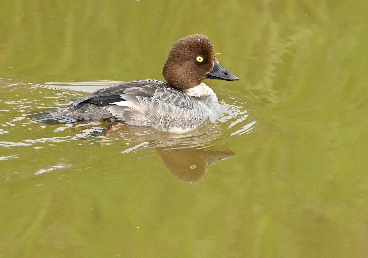 Common Goldeneye - Wayne Oakes