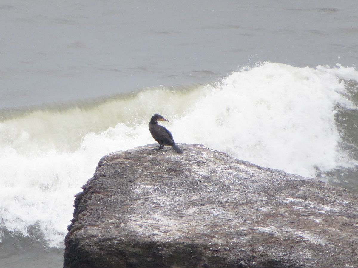 Great Cormorant - ML620309376