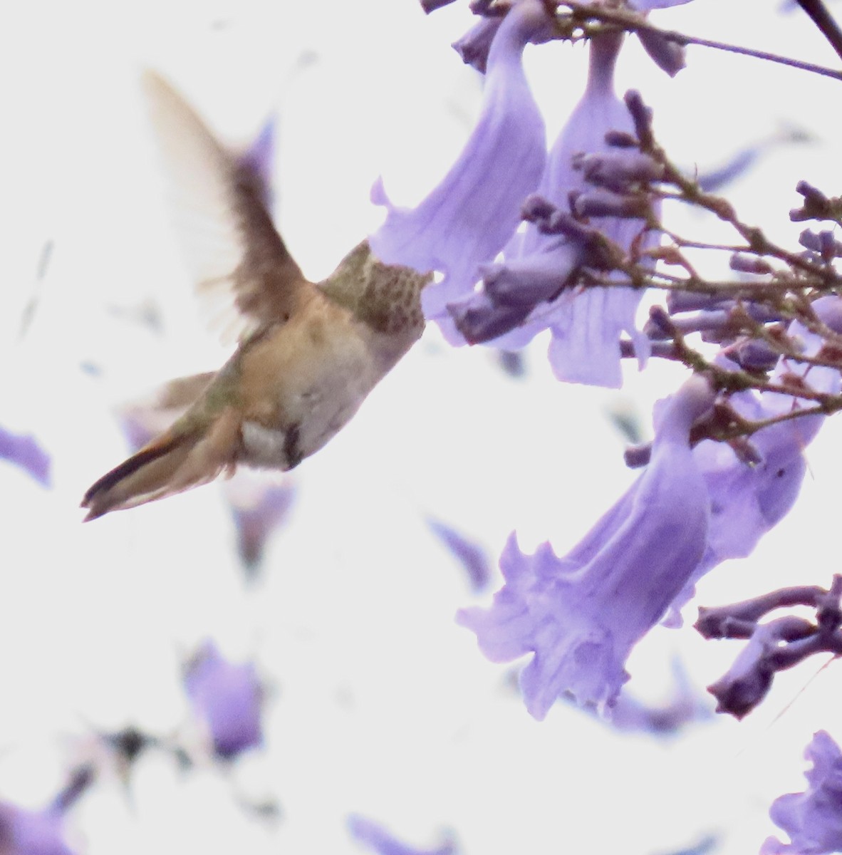 Colibrí de Allen - ML620309377