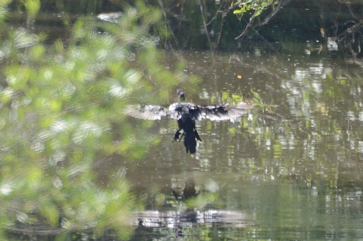 Double-crested/Neotropic Cormorant - ML620309382