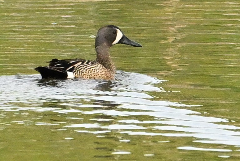 Blue-winged Teal - ML620309383